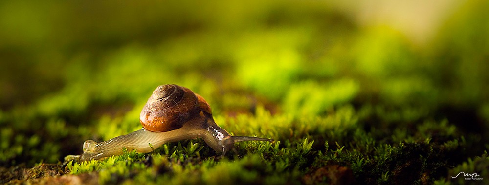 purity-of-nature-snail.jpg