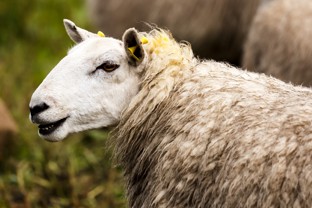 Tartan-sheep.jpg