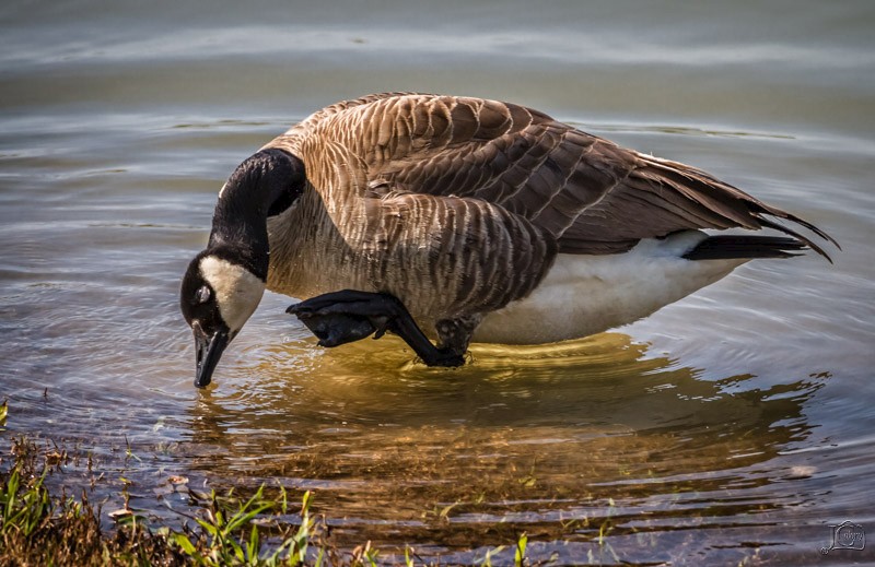 Canadian-goose2.jpg