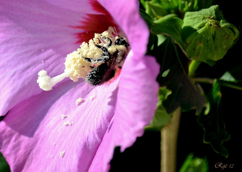 https://easy-exposure.com/wp-content/uploads/2012/09/l1t2l-Pollination.jpg