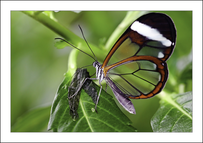 https://easy-exposure.com/wp-content/uploads/2012/10/c23bt-Greta-morgane-oto-Glasswinged-Butterfly.jpg