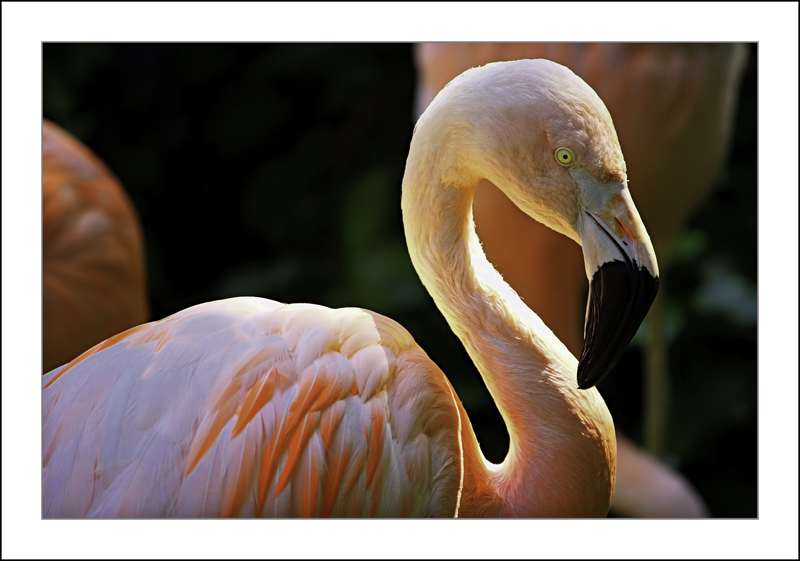 https://easy-exposure.com/wp-content/uploads/2012/10/l1277-Pink-Flamingo.jpg