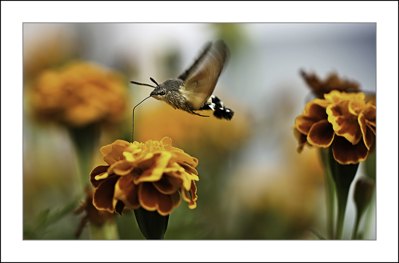 https://easy-exposure.com/wp-content/uploads/2012/10/n13tj-Hummingbird-Hawk-moth.jpg