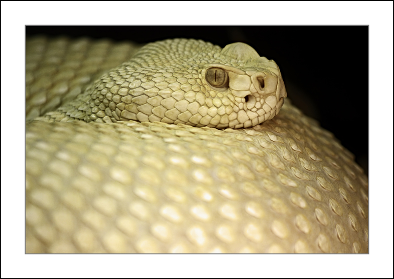 https://easy-exposure.com/wp-content/uploads/2012/10/sjigi-Albino-Western-Diamondback-Rattlesnake.jpg