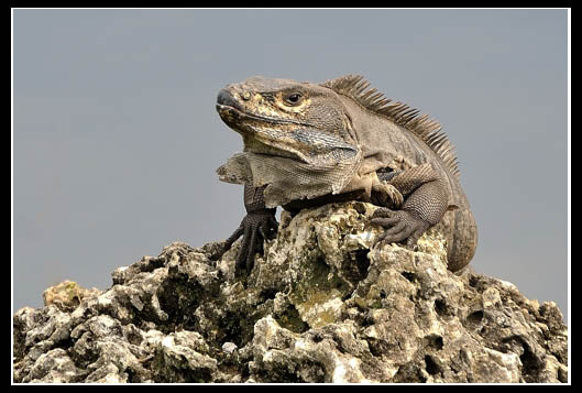 https://easy-exposure.com/wp-content/uploads/2012/12/247i5-Juana-La-Iguana.jpg